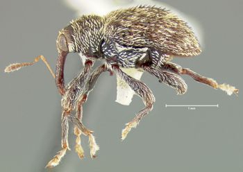 Media type: image;   Entomology 32817 Aspect: habitus lateral view